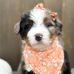 Banks - Blue merle female Bernedoodle puppy in Bellville, Ohio from Bernedoodle Buddies
