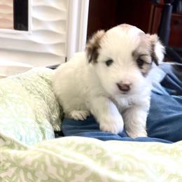 Faye - White female Coton de Tulear puppy in Palm Desert, California from Cotoncutie
