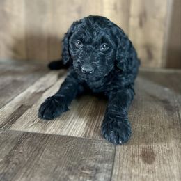 Espresso - Black female Goldendoodle puppy in Fairview, Utah from Doodle Café