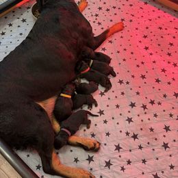 Red Collar - Black and mahogany male Rottweiler puppy in Washington, Pennsylvania from McWreath Rottweilers