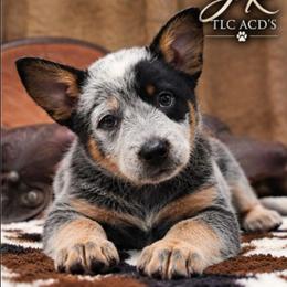 JR - Blue male Australian Cattle Dog puppy in Chillicothe, Missouri from TLC Cattle dogs