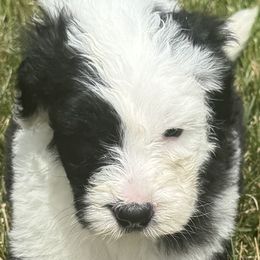 Boy 2 - male Sheepadoodle puppy in Howell, Michigan from Animal Crackers