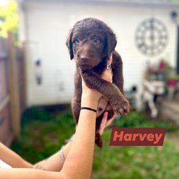 Double Doodle Puppies from Magnolia & Finn Doodles