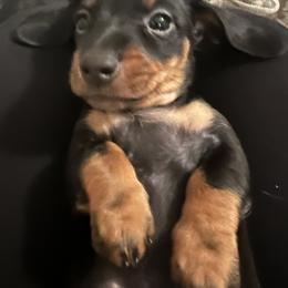 Dachshund Puppies from Phillian Family Mini Dachshunds