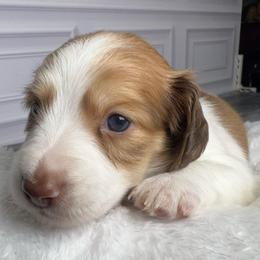 Green - Red male Dachshund puppy in Miami, Florida from Maitime Dachshund
