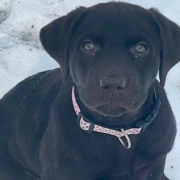 Labrador Retriever Puppies from Cedar Lake Labradors