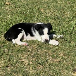 Boy 2 - Black and white male Border Collie puppy in Temecula, California from West Coast Border Collies