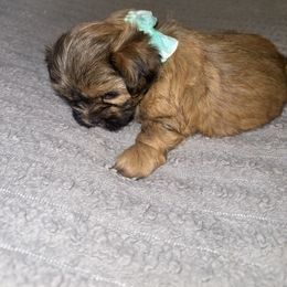 Pink Girl - Black gold and white female Shorkie puppy in San Tan Valley, Arizona from Great Mates