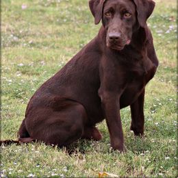 Kilo - Labrador Retriever
