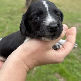 Sam - Piebald male Dachshund puppy in Troup, Texas from East Texas Dachshunds