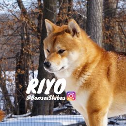 RIYO - Shiba Inu