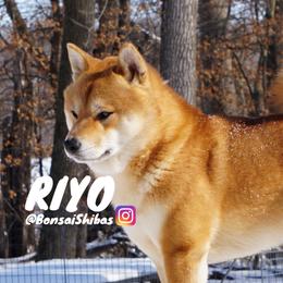RIYO - Shiba Inu