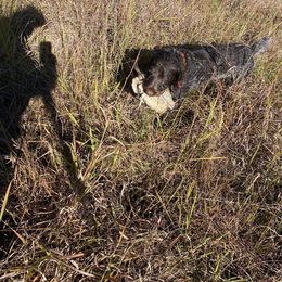 Wirehaired Pointing Griffon All Grown Up from Bristle Creek Wirehaired Pointing Griffons