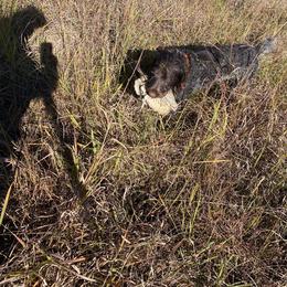 Wirehaired Pointing Griffon All Grown Up from Bristle Creek Wirehaired Pointing Griffons