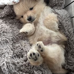 Pomeranian Puppies from Mac Daddy Poms