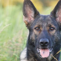 Hawk - German Shepherd