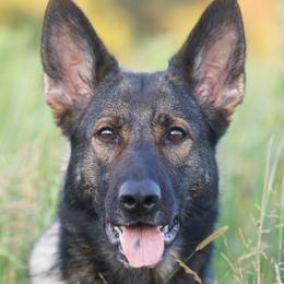 Hawk - German Shepherd