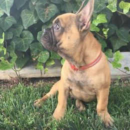 French Bulldogs from Frenchie Studs