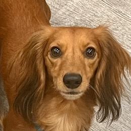 June - Dachshund