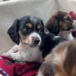 Snickers - Piebald male Dachshund puppy in Marseilles, Illinois from Zacha’s Doxie House