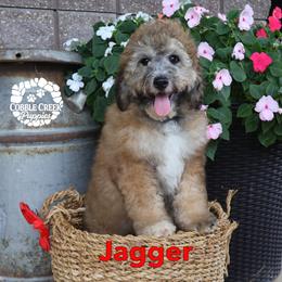 Jaggar - Sable male Bernedoodle puppy in Heyworth, Illinois from Cobble Creek Puppies
