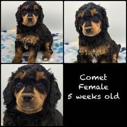 Comet - Phantom female Poodle puppy in Grass Valley, California from Sapphire Ridge Poodles
