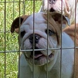 Peaches - Bulldog