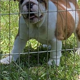 Peaches - Bulldog