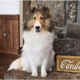 Elsa - White and sable female Shetland Sheepdog puppy in Catawba, North Carolina from Candescent Shetland Sheepdogs