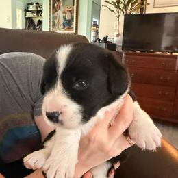 Freedom - Brindle and white female Cardigan Welsh Corgi puppy in Mishawaka, Indiana from Squires Corgi Cottage