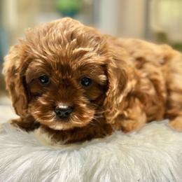 Galette - Red female Cavapoo puppy in Palm Beach County, Florida from Benji’s Cockapoos