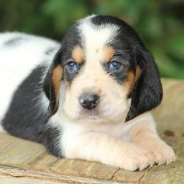 Basset Hounds from Huff's Hounds