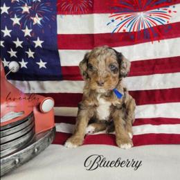 Blueberry - Merle male Cockapoo puppy in Mancelona, Michigan from Lavender poodles & doodles