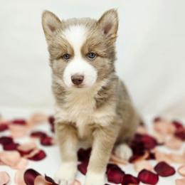 Felix SALE 3700 - Lavender male Pomsky puppy in Christiana, Tennessee from Smoky Mountain Pomskies