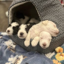 Miniature Schnauzer Puppies from Hume Family Mini Schnauzers