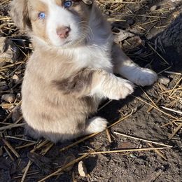 Miniature Australian Shepherd and Toy Australian Shepherd Puppies from Rye Hill Aussies