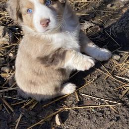 Miniature Australian Shepherd and Toy Australian Shepherd Puppies from Rye Hill Aussies