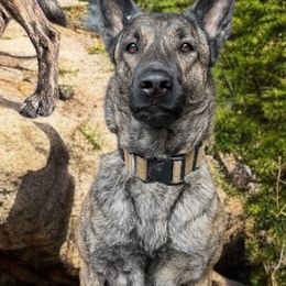 Justice - Dutch Shepherd
