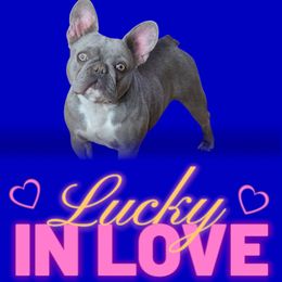 Phoebe - French Bulldog