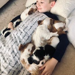 Cavalier King Charles Spaniel Puppies from CK Cavaliers