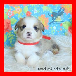 Red Male - Red male Pembroke Welsh Corgi puppy in Wayne City, Illinois from Lash Livestock & Corgis