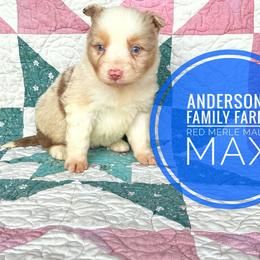Max - Red merle male Miniature Australian Shepherd puppy in Kettle Falls, Washington from Ellie's Miniature Australian Shepherds
