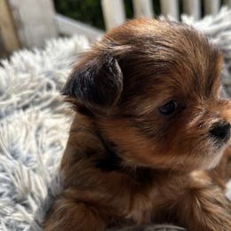 Yorkshire Terriers from Rowan's Rascals