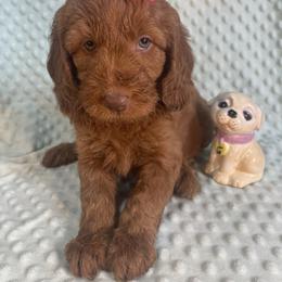 Goldendoodle Puppies from Aimee Schamback