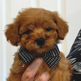 Cavapoo puppies from Oodles O'Doodles