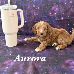 Aurora - Red female Cavapoo puppy in Sun City, Arizona from AZ Cavapoos
