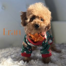 Eran - Red  male Poodle puppy in Gilbert, Arizona from My Poodle Bears