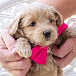 Scarlet Rose - Apricot female Goldendoodle puppy in Roy, Utah from Doodles are Amazing