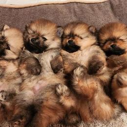 Pomeranian Puppies from Pomsgarden