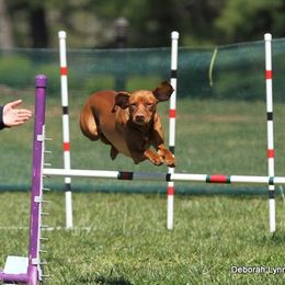 Brittany and Vizsla All Grown Up from Dzika Place Kennels